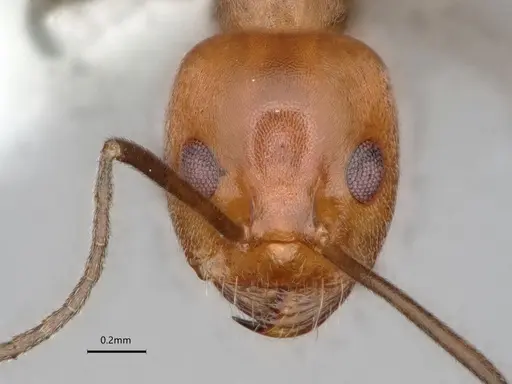 Dorymyrmex tener specimen CASENT0841518 image casent0841518_3