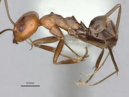 Dorymyrmex tener specimen CASENT0841518 image casent0841518_4