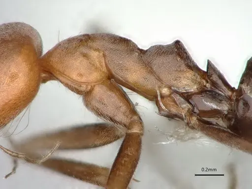 Dorymyrmex tener specimen CASENT0841518 image casent0841518_5
