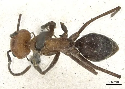 Dorymyrmex tener specimen CASENT0902987 image casent0902987_1