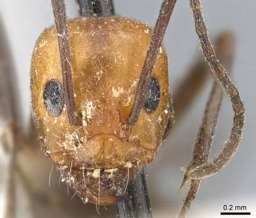 Dorymyrmex tener specimen CASENT0902987 image casent0902987_2