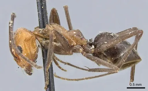 Dorymyrmex tener specimen CASENT0902987 image casent0902987_3