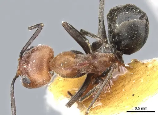 Dorymyrmex tener specimen CASENT0902988 image casent0902988_1