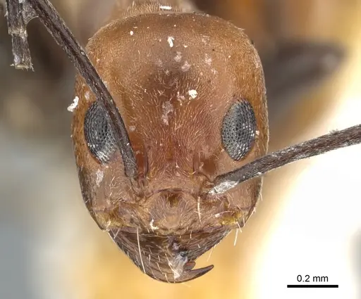 Dorymyrmex tener specimen CASENT0902988 image casent0902988_2