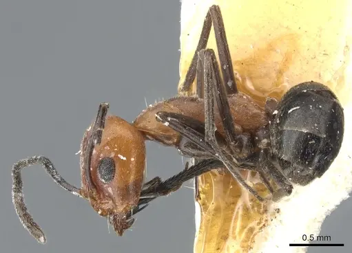 Dorymyrmex tener specimen CASENT0902988 image casent0902988_3