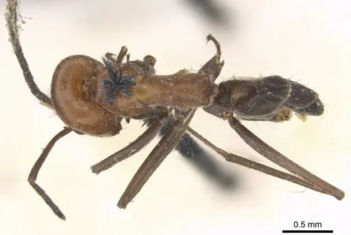 Dorymyrmex tener specimen CASENT0915586 image casent0915586_1