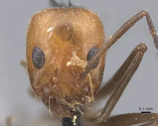 Dorymyrmex tener specimen CASENT0915586 image casent0915586_2