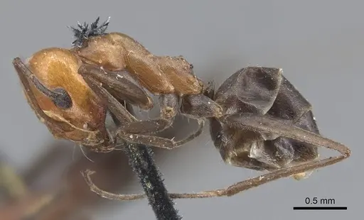 Dorymyrmex tener specimen CASENT0915586 image casent0915586_3
