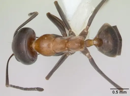 Dorymyrmex thoracicus specimen CASENT0173855 image casent0173855_1