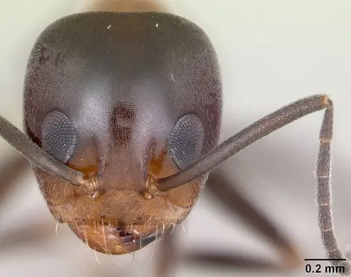 Dorymyrmex thoracicus specimen CASENT0173855 image casent0173855_2