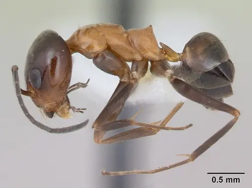 Dorymyrmex thoracicus specimen CASENT0173855 image casent0173855_3