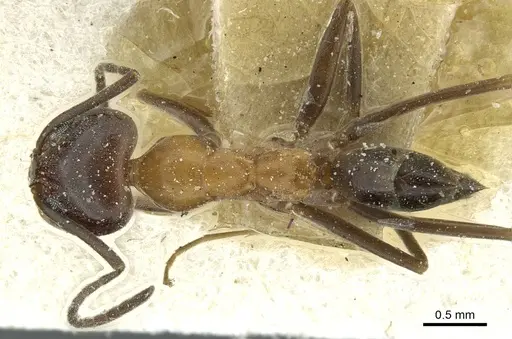 Dorymyrmex thoracicus specimen CASENT0911535 image casent0911535_1