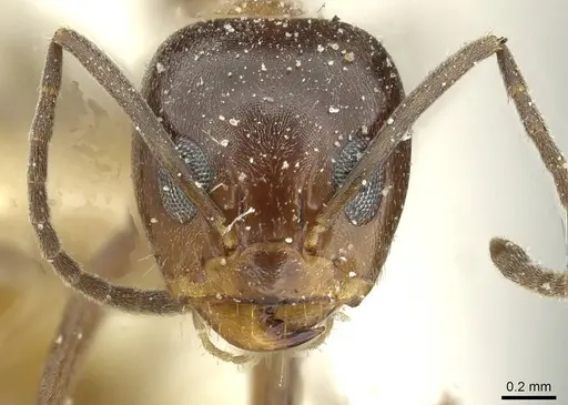 Dorymyrmex thoracicus specimen CASENT0911535 image casent0911535_2