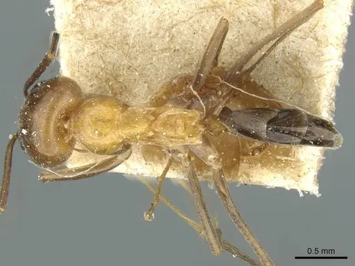 Dorymyrmex thoracicus specimen CASENT0911536 image casent0911536_1