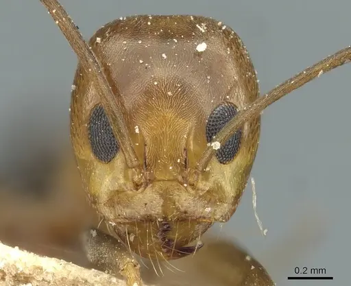 Dorymyrmex thoracicus specimen CASENT0911536 image casent0911536_2