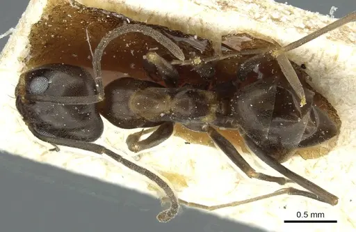 Dorymyrmex thoracicus specimen CASENT0911537 image casent0911537_1