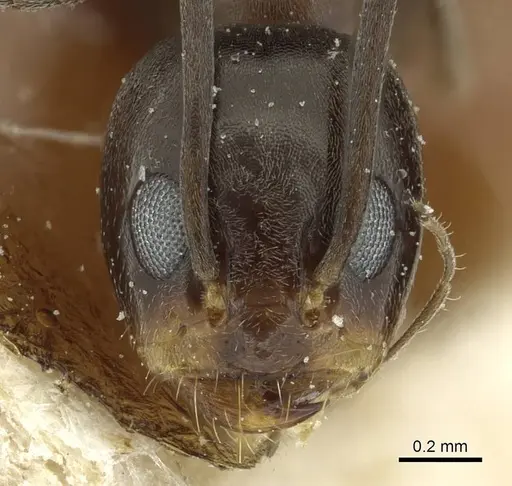 Dorymyrmex thoracicus specimen CASENT0911537 image casent0911537_2