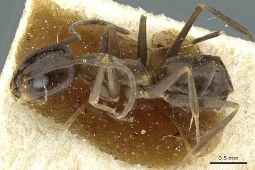 Dorymyrmex thoracicus specimen CASENT0911537 image casent0911537_3