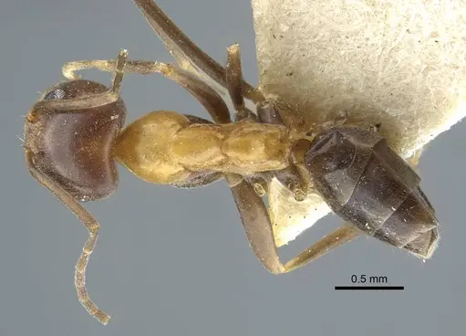 Dorymyrmex thoracicus specimen CASENT0917126 image casent0917126_1