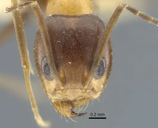 Dorymyrmex thoracicus specimen CASENT0917126 image casent0917126_2