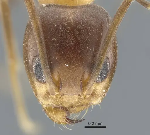 Dorymyrmex thoracicus specimen CASENT0917126 image casent0917126_3