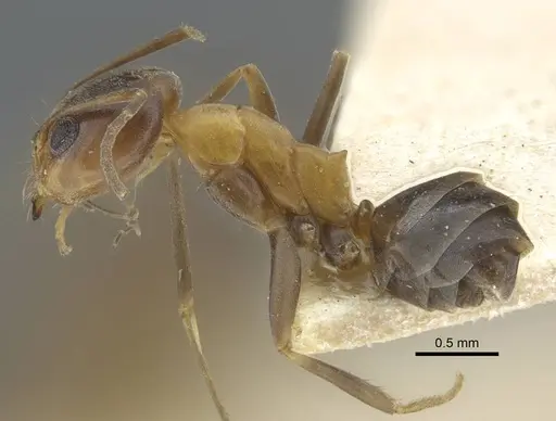 Dorymyrmex thoracicus specimen CASENT0917126 image casent0917126_4