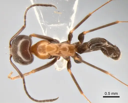 Dorymyrmex thoracicus specimen DZUP517826 image dzup517826_1