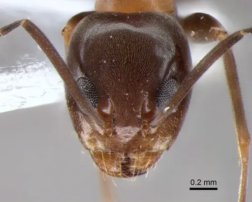 Dorymyrmex thoracicus specimen DZUP517826 image dzup517826_2