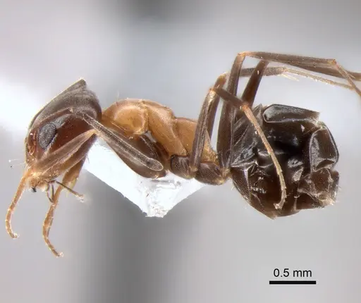 Dorymyrmex thoracicus specimen DZUP517826 image dzup517826_3