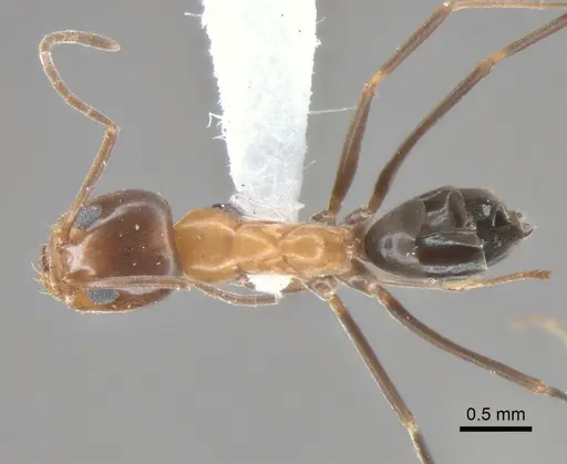 Dorymyrmex thoracicus specimen DZUP517952 image dzup517952_1