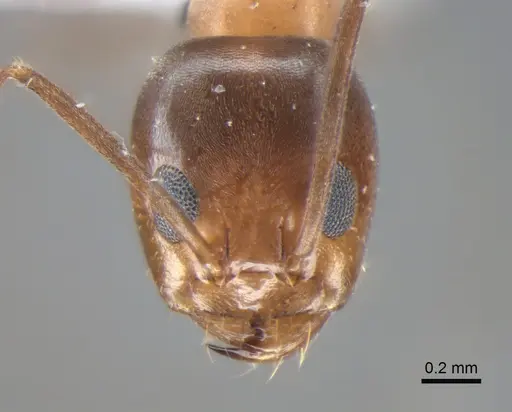Dorymyrmex thoracicus specimen DZUP517952 image dzup517952_2