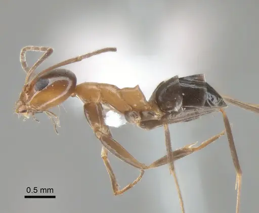 Dorymyrmex thoracicus specimen DZUP517952 image dzup517952_3
