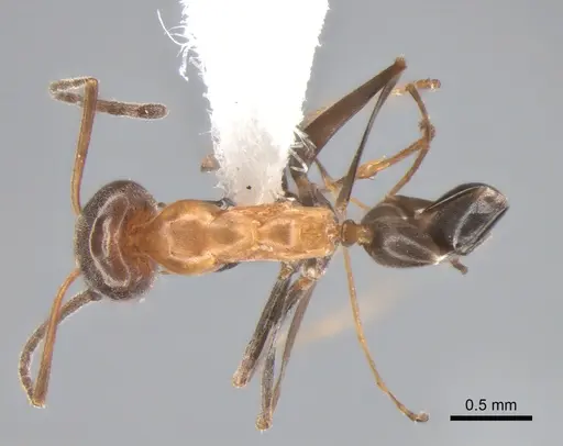 Dorymyrmex thoracicus specimen DZUP517975 image dzup517975_1