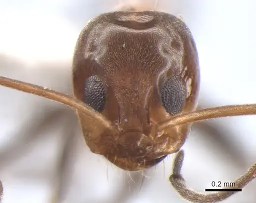 Dorymyrmex thoracicus specimen DZUP517975 image dzup517975_2
