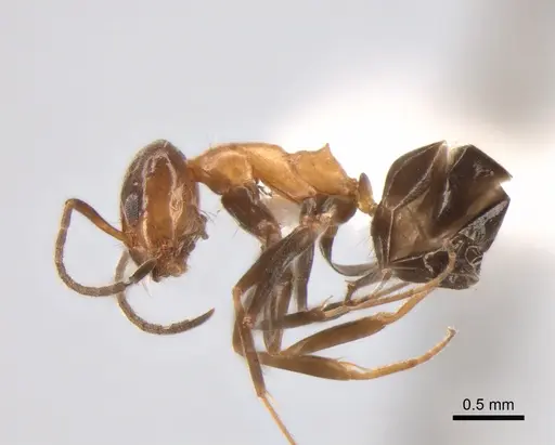 Dorymyrmex thoracicus specimen DZUP517975 image dzup517975_3