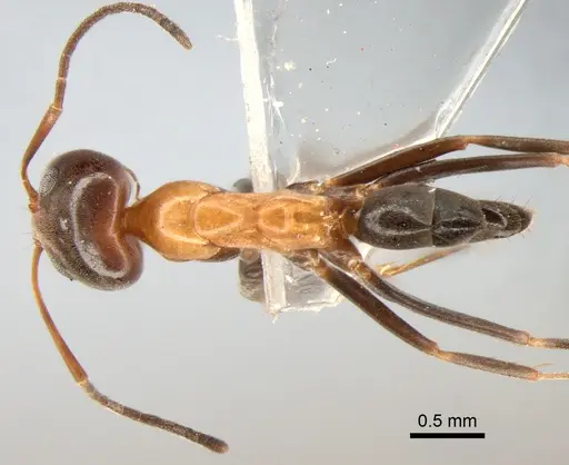 Dorymyrmex thoracicus specimen DZUP517987 image dzup517987_1