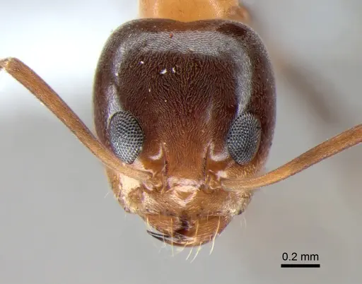 Dorymyrmex thoracicus specimen DZUP517987 image dzup517987_2