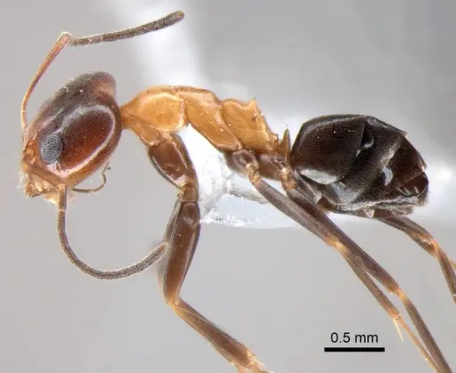Dorymyrmex thoracicus specimen DZUP517987 image dzup517987_3