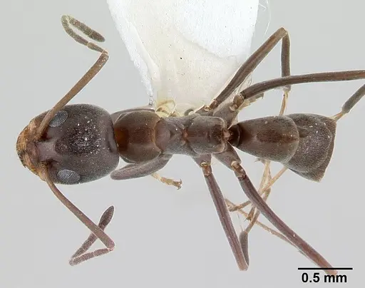 Dorymyrmex tuberosus specimen CASENT0179518 image casent0179518_1