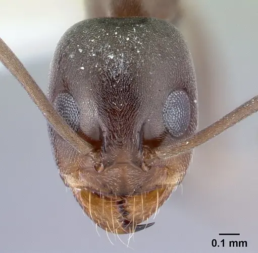 Dorymyrmex tuberosus specimen CASENT0179518 image casent0179518_2
