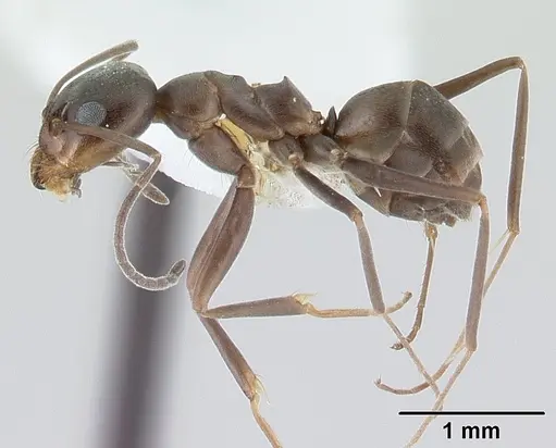 Dorymyrmex tuberosus specimen CASENT0179518 image casent0179518_3