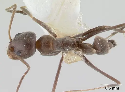 Dorymyrmex tuberosus specimen CASENT0179519 image casent0179519_1