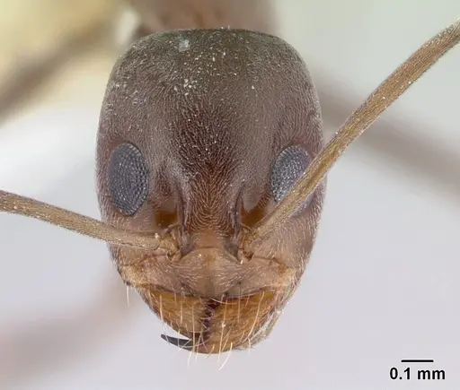 Dorymyrmex tuberosus specimen CASENT0179519 image casent0179519_2