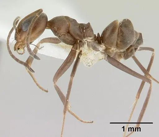 Dorymyrmex tuberosus specimen CASENT0179519 image casent0179519_3