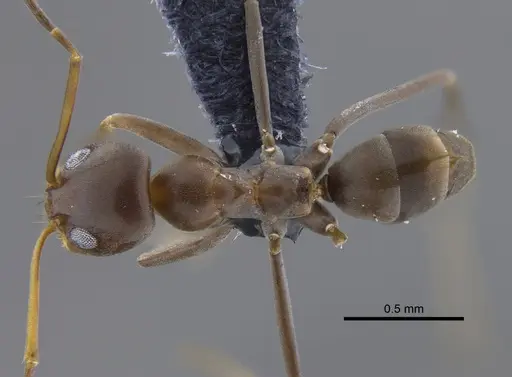 Dorymyrmex tuberosus specimen CBUMAGENT41854 image cbumagent41854_1