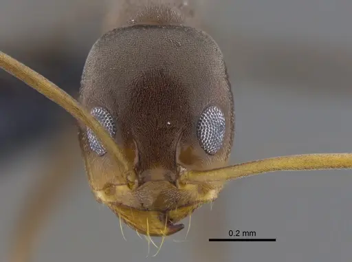 Dorymyrmex tuberosus specimen CBUMAGENT41854 image cbumagent41854_2