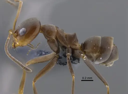 Dorymyrmex tuberosus specimen CBUMAGENT41854 image cbumagent41854_3