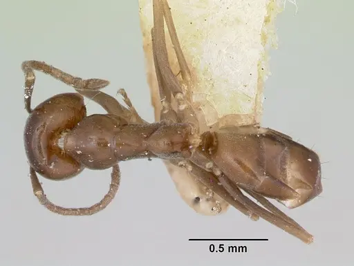 Dorymyrmex wheeleri specimen CASENT0173018 image casent0173018_1