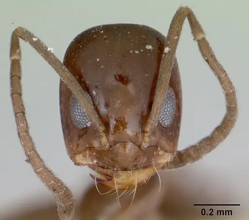 Dorymyrmex wheeleri specimen CASENT0173018 image casent0173018_2