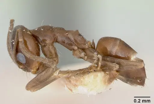 Dorymyrmex wheeleri specimen CASENT0173018 image casent0173018_3